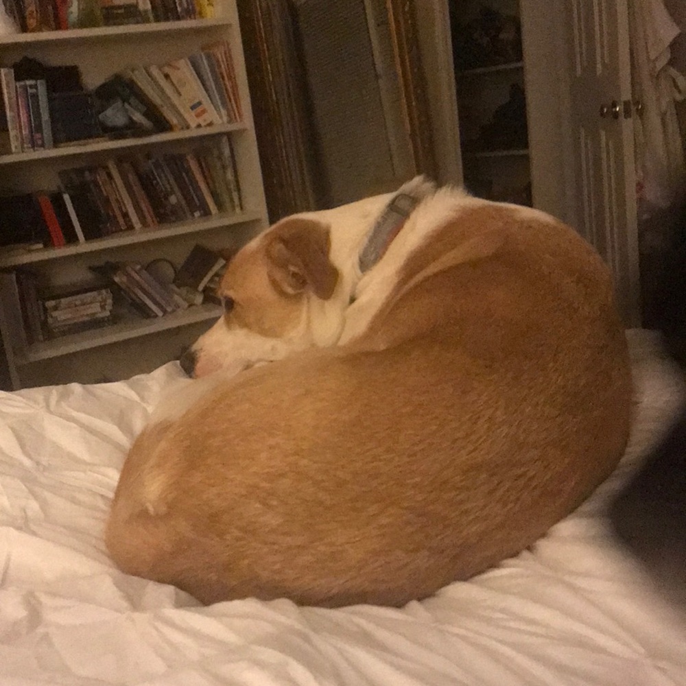 Meet your Posher, Shannon